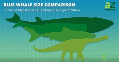 Blue Whale Size Comparison To Elephants