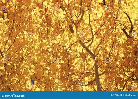 Aspen, Fall Colors 1 stock image. Image of colorful, owens - 1267411