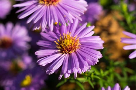 Perennial of the Month: Aster - Bloomers Home & Garden Center