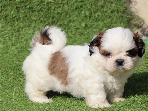 Shih Tzu Puppies for Sale in Delhi | The Barking Babies