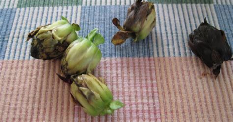 Bonney Lassie: Harvesting Dahlia Seeds