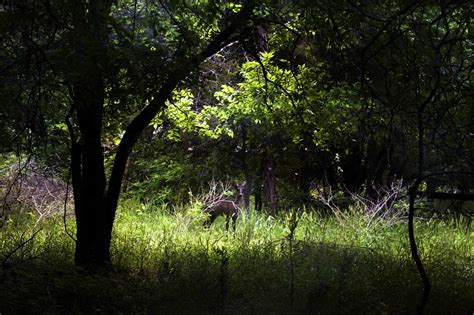 Black Deer: How Rare Are Melanistic Deer and What Causes It? - A-Z Animals