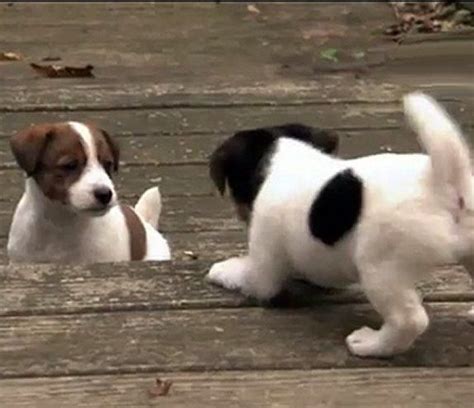 Two Playful Jack Russell Puppies playing together | Pferde