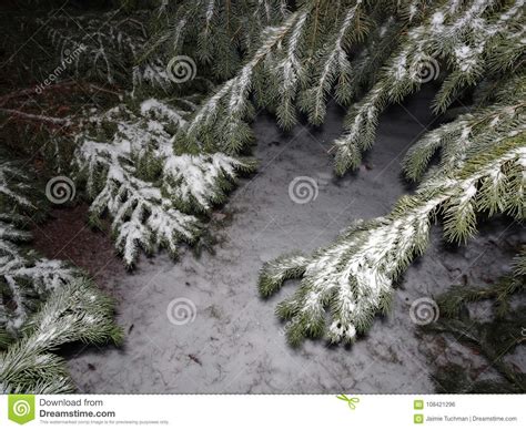 Snow on pine trees stock photo. Image of advent, dark - 108421296