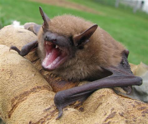 Hermit Musings: Virginia Little Brown Bat