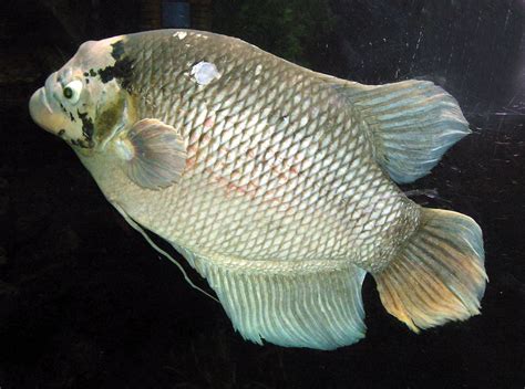 Gourami | Types, Characteristics, & Facts | Britannica