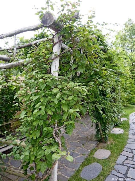 Kolomikta actinidia | About-garden.com