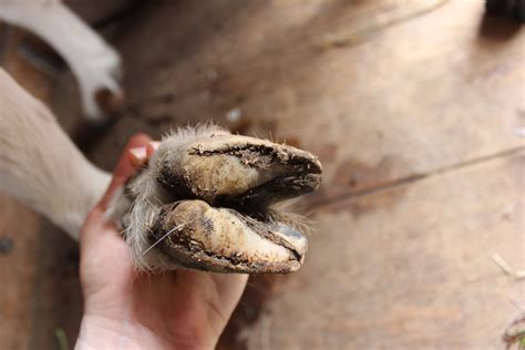 HighTail Farms: Trimming Goat Hooves