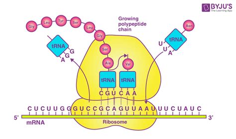 Ribosomes - Site of Protein Synthesis