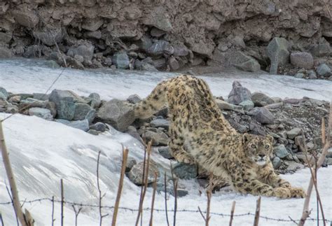 Snow Leopard Expedition - Wildlife Photography India