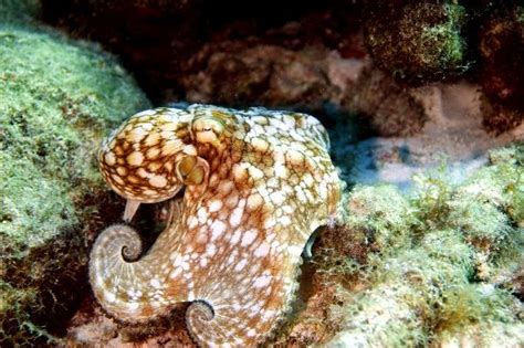 Curled Octopus In His Natural Habitat - Octopus Facts and Information | Octopus, Habitats ...