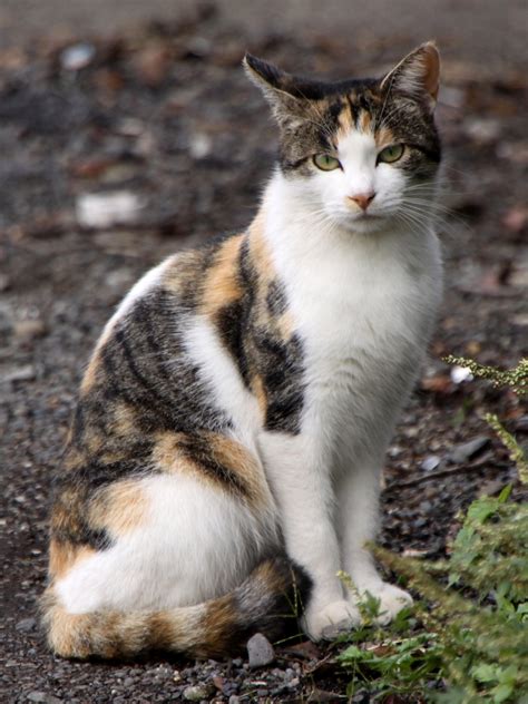 File:Stray calico cat near Sagami River-01.jpg