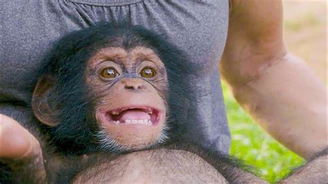 Poppy The Baby Chimp Has A Huge Smile | BBC Earth - YouTube