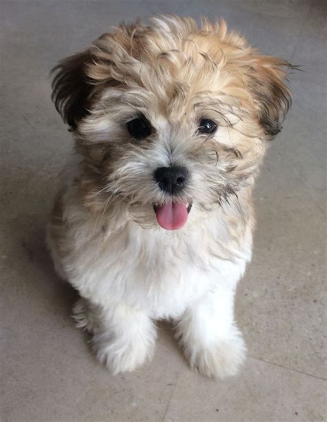 Pom, shih tzu, bichon mix | Shih tzu, Shih tzu dog, Pomeranian mix