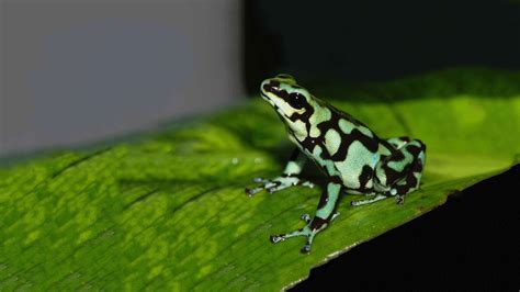 Green & Black Poison Dart Frog | Elmwood Park Zoo