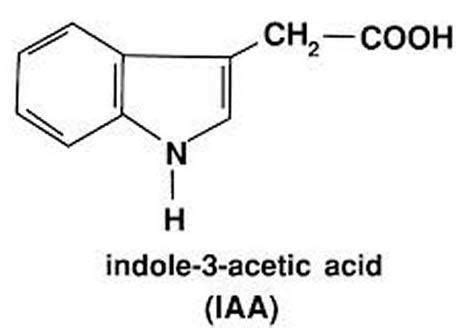 Indole 3 acetic acid - Alchetron, The Free Social Encyclopedia