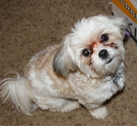 79+ Full Grown Shih Tzu Maltese Black And White Photo - Codepromos