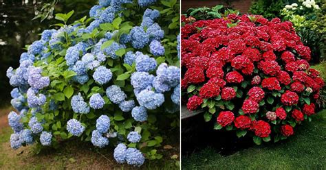 How to Change Hydrangea to the Color You Want