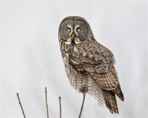 Great Gray Owl | Audubon Field Guide