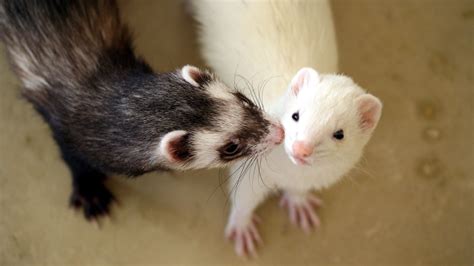 Ferret Breeding Facts: Everything You Need to Know - My Pet Ferret