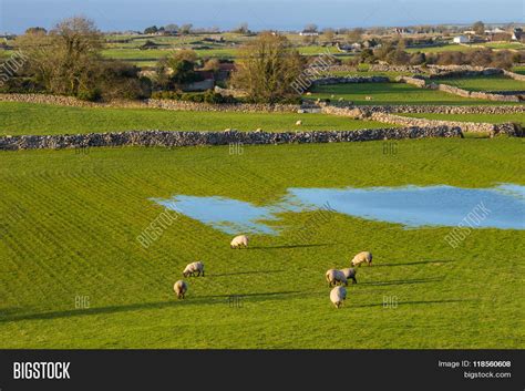 Sheep Ireland Image & Photo (Free Trial) | Bigstock