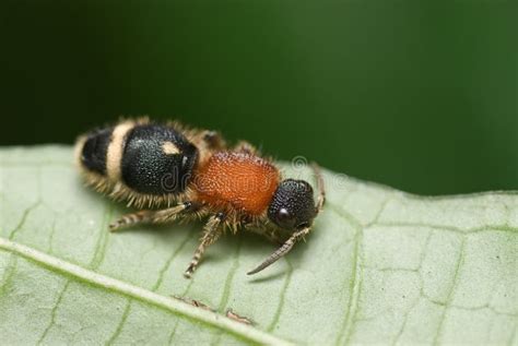 Velvet Ant Aka Cow Killer Stock Images - Image: 7092344