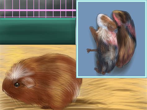 How to Care for a Pregnant Guinea Pig (with Pictures) - wikiHow