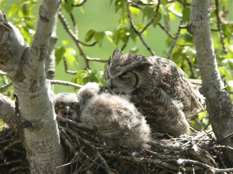 Great Grey Owl Baby