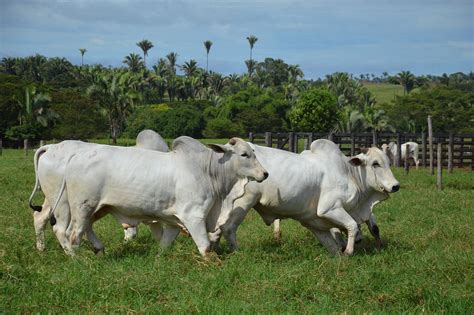 Edit free photo of Ox,running,pasture,cattle,livestock - needpix.com