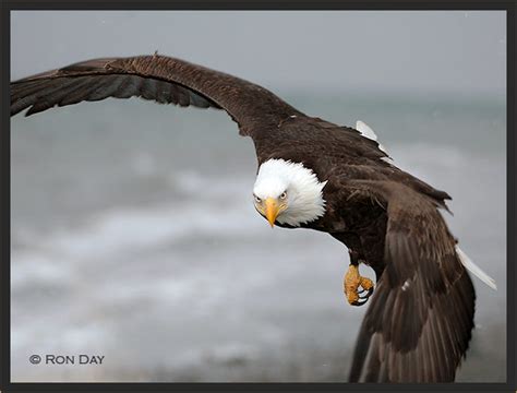 Bald Eagle in Flight - Head-On - Alaska