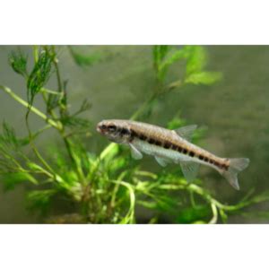 Fathead Minnow - Stock My Pond