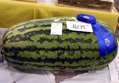 Giant Watermelon Seeds (10-Pack)