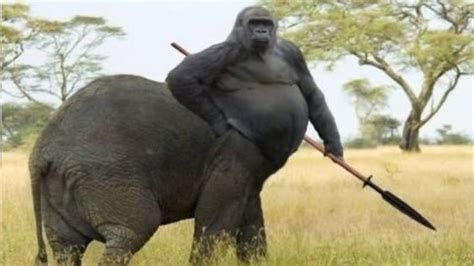 25 Funniest Photoshop Animal Hybrids - 1Funny.com