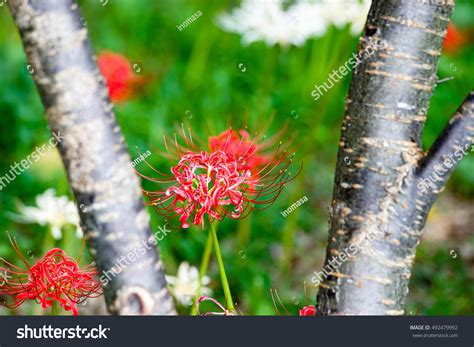 Lycoris Radiata Stock Photo 492479992 | Shutterstock