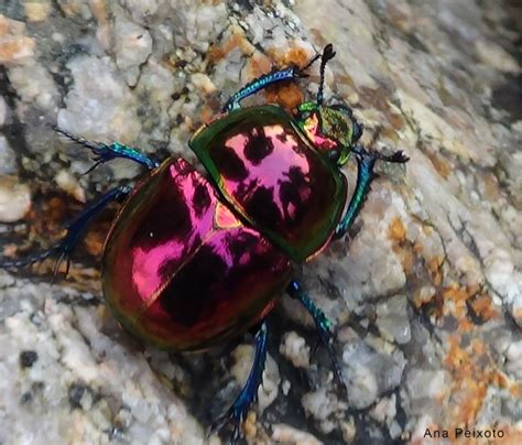 Earth Boring Scarab Beetle from Portugal: Trypocopris pyraneaus coruscans - What's That Bug?