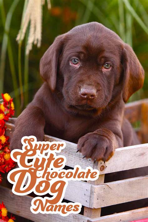 Chocolate Lab Names - Great Ideas For Naming Your Puppy