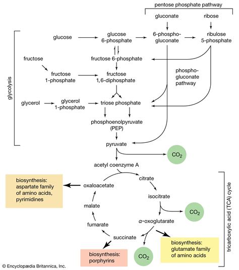 Carbohydrate - Energy, Structure, Nutrition | Britannica