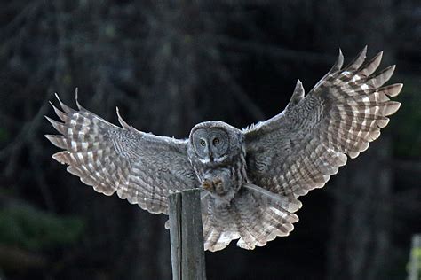 Great Gray Owl (U.S. National Park Service)