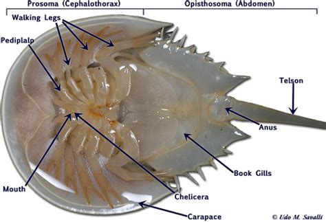 Lab 5: Invertebrates Flashcards | Quizlet