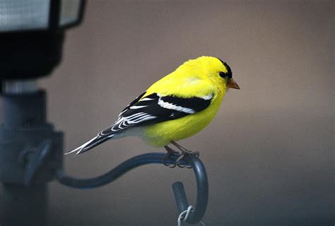 Yellow Finch Photograph by Jo-Ann Matthews - Pixels