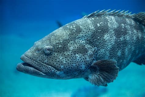 Atlantic Goliath Grouper Facts & Information Guide- American Oceans