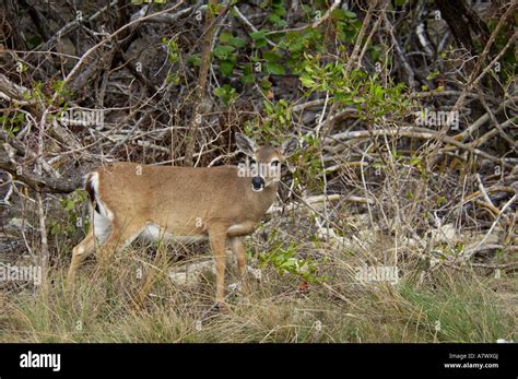 Key deer doe an endangered species Big Pine Key National Wildlife Refuge Florida. Digital ...