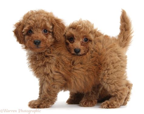 Dogs: Two cute red Toy Poodle puppies photo WP38693