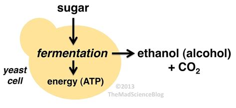 Yeast Fermentation - MR. CONKLIN