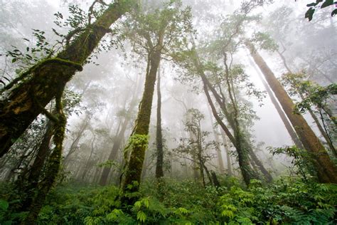 Amazon Rainforest, Feel the Rainfall of Leaves - Found The World