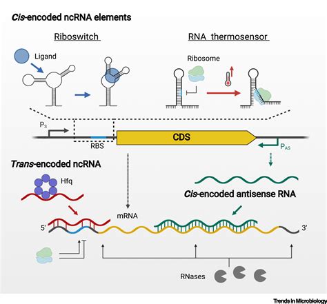 The emerging role of bacterial regulatory RNAs in disease: Trends in ...