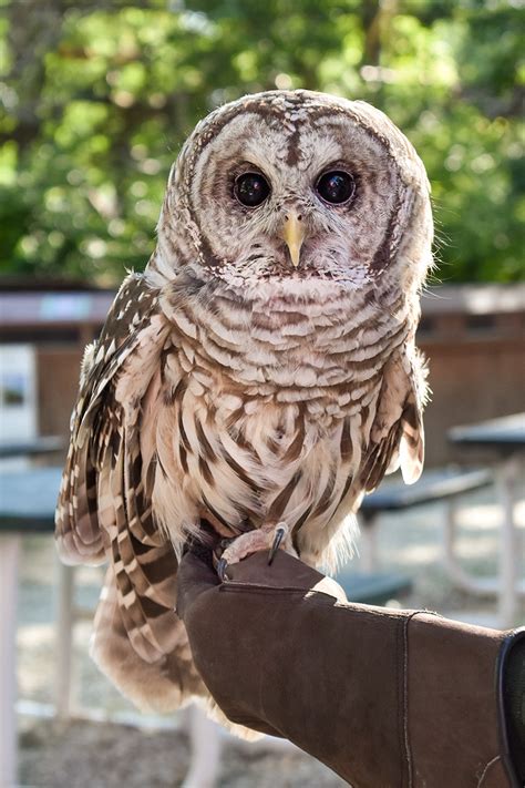 Barred Owl - Potawatomi Zoo