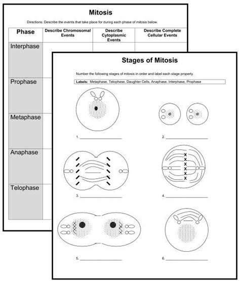 Mitosis Worksheet And Diagram Identification Answer Key Quizlet ...