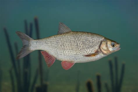 Ide Fish Isolated on Natural Underwater Background Stock Photo - Image of mouth, healthy: 166665972