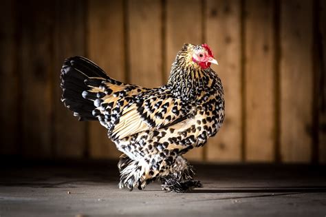 Complete Cochin Chicken Guide: 6 Must Read Facts | Chickens And More